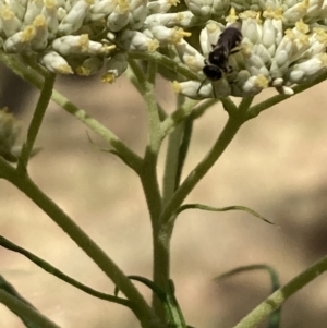 Lasioglossum (Chilalictus) sp. (genus & subgenus) at Mount Ainslie NR (ANR) - 27 Nov 2023