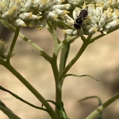 Lasioglossum (Chilalictus) sp. (genus & subgenus) (Halictid bee) at Mount Ainslie NR (ANR) - 27 Nov 2023 by SilkeSma