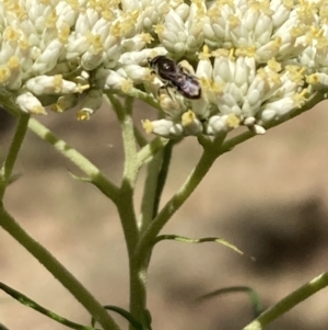 Lasioglossum (Chilalictus) sp. (genus & subgenus) at Mount Ainslie NR (ANR) - 27 Nov 2023 11:25 AM