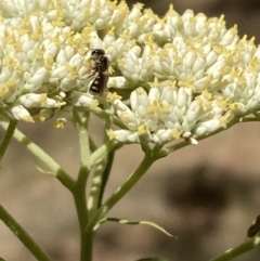 Lasioglossum (Chilalictus) sp. (genus & subgenus) at Mount Ainslie NR (ANR) - 27 Nov 2023 11:25 AM