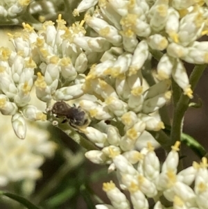 Lasioglossum (Chilalictus) sp. (genus & subgenus) at Mount Ainslie NR (ANR) - 27 Nov 2023 11:22 AM