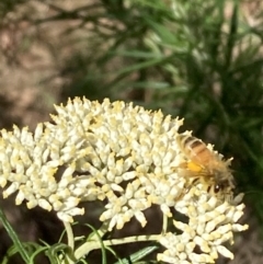 Apis mellifera (European honey bee) at Mount Ainslie NR (ANR) - 27 Nov 2023 by SilkeSma