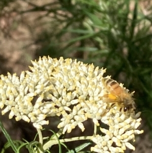 Apis mellifera at Mount Ainslie NR (ANR) - 27 Nov 2023