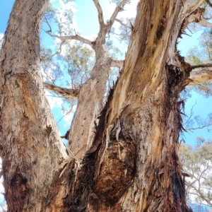 Eucalyptus melliodora at Watson Woodlands - 27 Nov 2023 01:12 PM