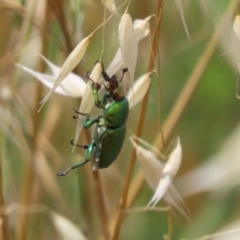 Lamprima aurata (Golden stag beetle) at Fyshwick, ACT - 27 Nov 2023 by SandraH