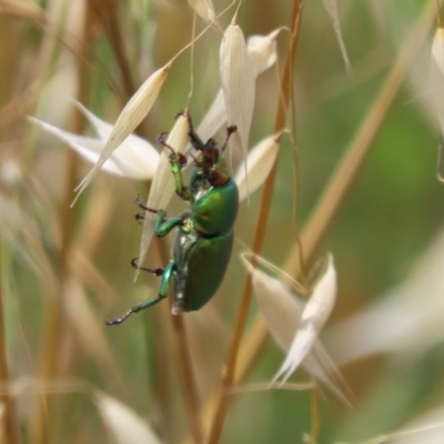 Lamprima aurata (Golden stag beetle) at Jerrabomberra Wetlands - 27 Nov 2023 by SandraH