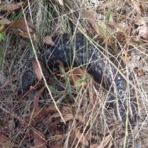 Tiliqua rugosa at Mount Majura - 27 Nov 2023