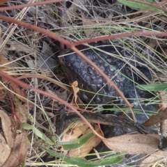 Tiliqua rugosa at Mount Majura - 27 Nov 2023