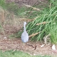 Egretta novaehollandiae (White-faced Heron) at Watson, ACT - 25 Nov 2023 by MAX