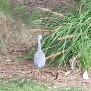 Egretta novaehollandiae at Watson, ACT - 25 Nov 2023