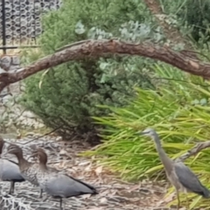 Egretta novaehollandiae at Watson, ACT - 25 Nov 2023