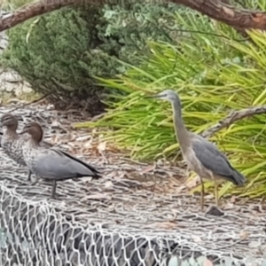 Egretta novaehollandiae at Watson, ACT - 25 Nov 2023