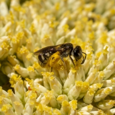 Lasioglossum (Chilalictus) sp. (genus & subgenus) (Halictid bee) at Aranda Bushland - 27 Nov 2023 by pixelnips