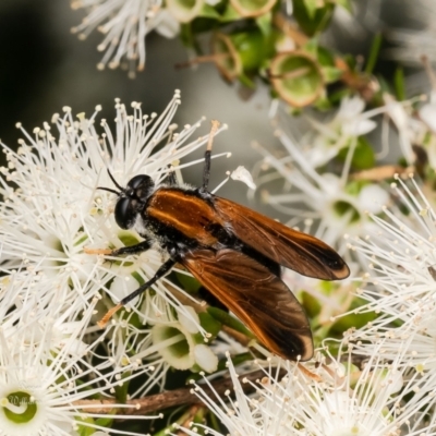 Pelecorhynchus fulvus (Orange cap-nosed fly) at Canberra Central, ACT - 27 Nov 2023 by Roger