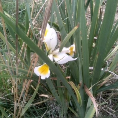 Iris orientalis (Oriental Iris, Turkey Iris) at Cooma North Ridge Reserve - 27 Nov 2023 by mahargiani
