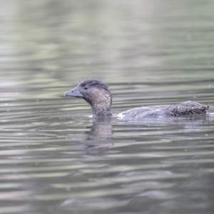 Biziura lobata at Upper Stranger Pond - 27 Nov 2023 07:06 AM