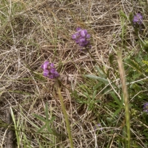 Cullen tenax at Cooma North Ridge Reserve - 27 Nov 2023 02:25 PM