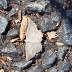 Taxeotis perlinearia at Aranda, ACT - 27 Nov 2023