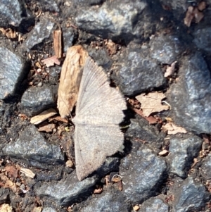 Taxeotis perlinearia at Aranda, ACT - 27 Nov 2023