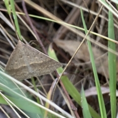 Epidesmia hypenaria at Aranda, ACT - 27 Nov 2023