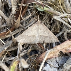 Epidesmia hypenaria at Aranda, ACT - 27 Nov 2023