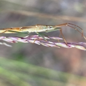 Mutusca brevicornis at Aranda, ACT - 27 Nov 2023