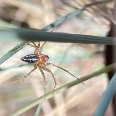 Oxyopes sp. (genus) (Lynx spider) at Aranda, ACT - 27 Nov 2023 by Jubeyjubes