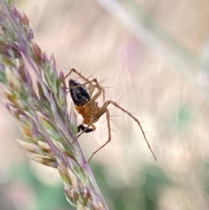 Oxyopes sp. (genus) at Aranda, ACT - 27 Nov 2023