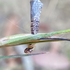 Hypertrophidae sp. (family) (Unidentified Twig Moth) at Aranda, ACT - 27 Nov 2023 by Jubeyjubes