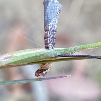 Hypertrophidae sp. (family) (Unidentified Twig Moth) at Aranda, ACT - 27 Nov 2023 by Jubeyjubes