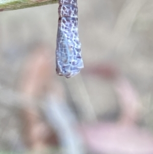 Hypertrophidae sp. (family) at Aranda, ACT - 27 Nov 2023