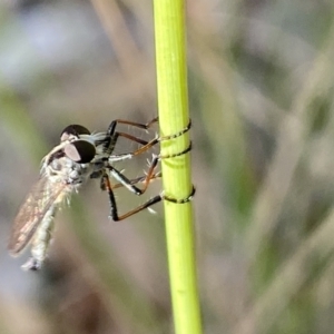 Cerdistus sp. (genus) at Aranda, ACT - 27 Nov 2023