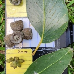 Eucalyptus serraensis subsp. verrucata (Mount Abrupt stringybark) at Australian National University - 27 Nov 2023 by Steve818