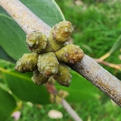 Eucalyptus serraensis subsp. verrucata at Australian National University - 27 Nov 2023