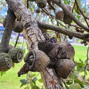 Eucalyptus serraensis subsp. verrucata at Australian National University - 27 Nov 2023