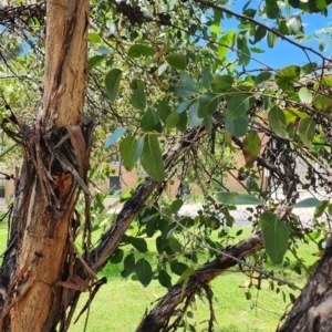 Eucalyptus serraensis subsp. verrucata at Australian National University - 27 Nov 2023