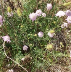 Scabiosa atropurpurea (Pincushion Plant) at Mount Painter - 26 Nov 2023 by TonyAshton