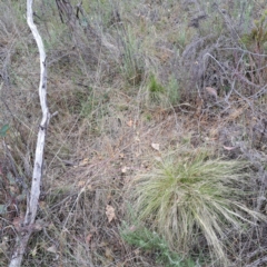 Nassella trichotoma (Serrated Tussock) at Watson, ACT - 26 Nov 2023 by abread111