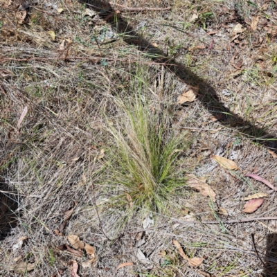 Nassella trichotoma (Serrated Tussock) at Watson, ACT - 27 Nov 2023 by abread111