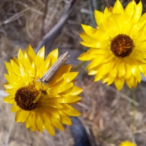 Lepidoptera unclassified IMMATURE moth at Mount Majura - 27 Nov 2023