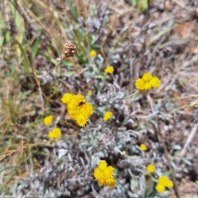 Dasytinae (subfamily) (Soft-winged flower beetle) at Harrison, ACT - 27 Nov 2023 by JenniM