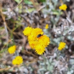 Dasytinae (subfamily) at Franklin Grassland (FRA_5) - 27 Nov 2023 11:12 AM