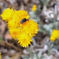 Dasytinae (subfamily) at Franklin Grassland (FRA_5) - 27 Nov 2023 11:12 AM