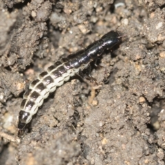 Staphylinidae (family) (Rove beetle) at Higgins, ACT - 25 Dec 2022 by AlisonMilton