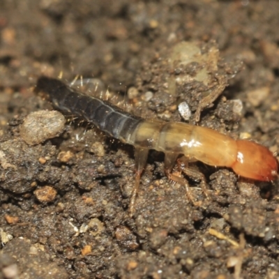 Unverified Rove beetles (Staphylinidae) at Higgins, ACT - 24 Dec 2022 by AlisonMilton