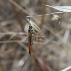 Heteropelma scaposum (Two-toned caterpillar parasite wasp) at The Pinnacle - 25 Jan 2023 by AlisonMilton