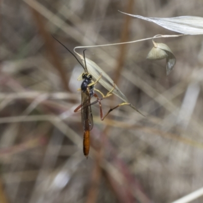 Heteropelma scaposum (Two-toned caterpillar parasite wasp) at The Pinnacle - 25 Jan 2023 by AlisonMilton