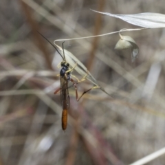 Heteropelma scaposum at The Pinnacle - 25 Jan 2023 11:30 AM