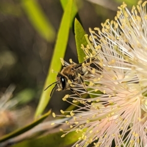 Paracolletes crassipes at Holder Wetlands - 27 Nov 2023 05:05 PM