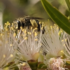 Paracolletes crassipes at Holder Wetlands - 27 Nov 2023